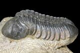 Reedops Trilobite - Atchana, Morocco #131337-6